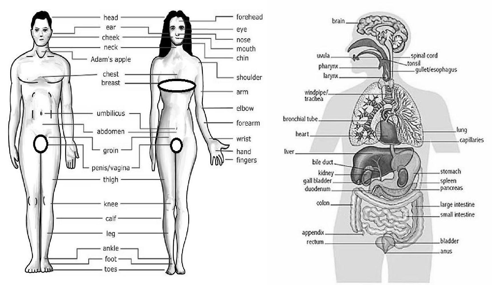 [托福和雅思詞彙] Human Biology and Health care